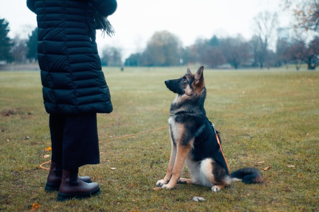 犬にリーダーは必要 いぬのはなし